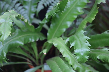 A detailed view of a plant's foliage.