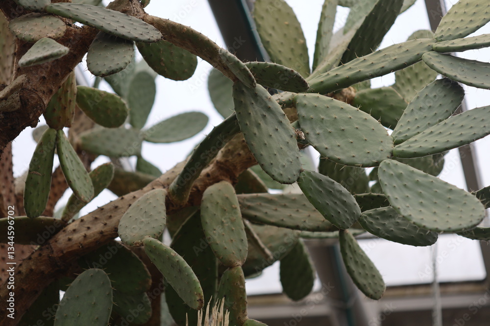 Poster a close-up view of a prickly cactus plant growing in a controlled environment.