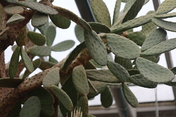 A close-up view of a prickly cactus plant growing in a controlled environment.