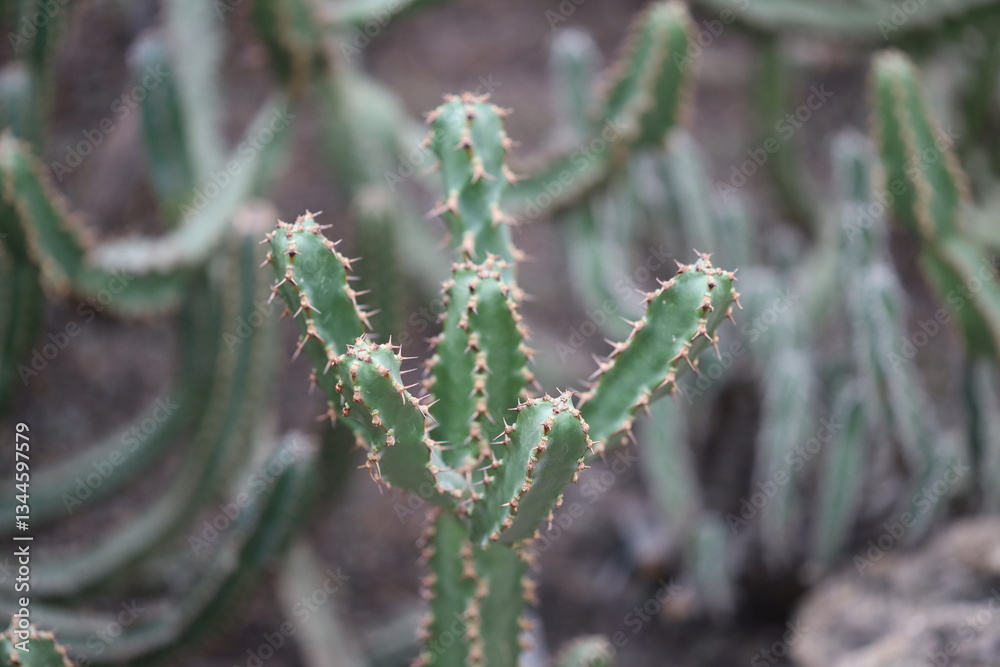 Poster a close-up view of a cactus plant growing in a field.