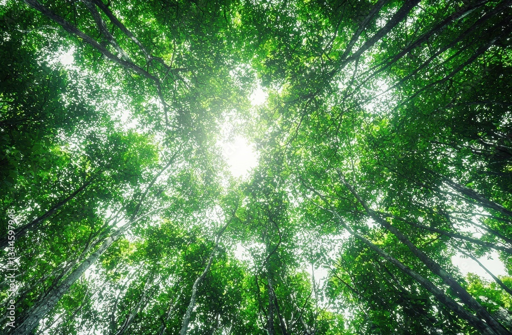 Poster Sunlight filtering through a lush green forest canopy, creating a tranquil and inspiring natural scene