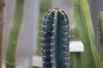 A detailed view of a cactus plant showing its sharp spikes, great for illustrations or decorative use.