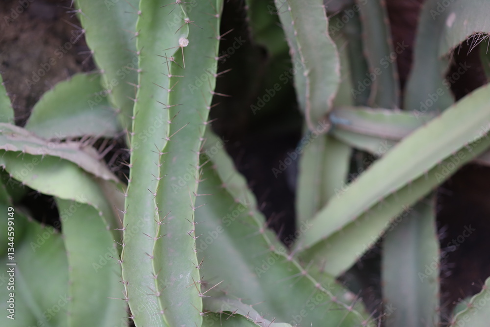 Poster Close-up view of a cactus with multiple leaves and stems, highlighting its unique texture and shape.