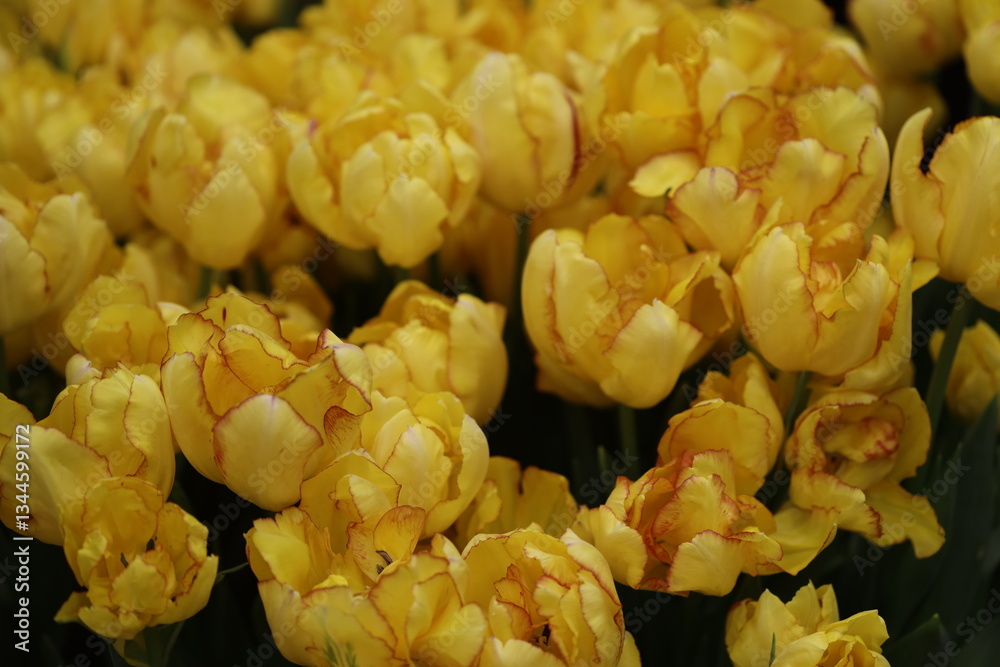 Poster a detailed view of a group of bright yellow flowers, suitable for use in a variety of contexts inclu