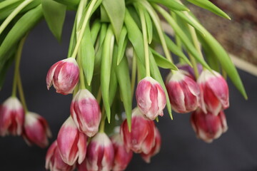 A bouquet of pink tulips hung from a plant, ideal for decoration or gift.