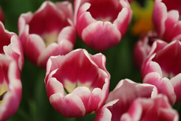 A close-up shot of a bouquet of pink tulips, perfect for spring or Easter-themed designs.