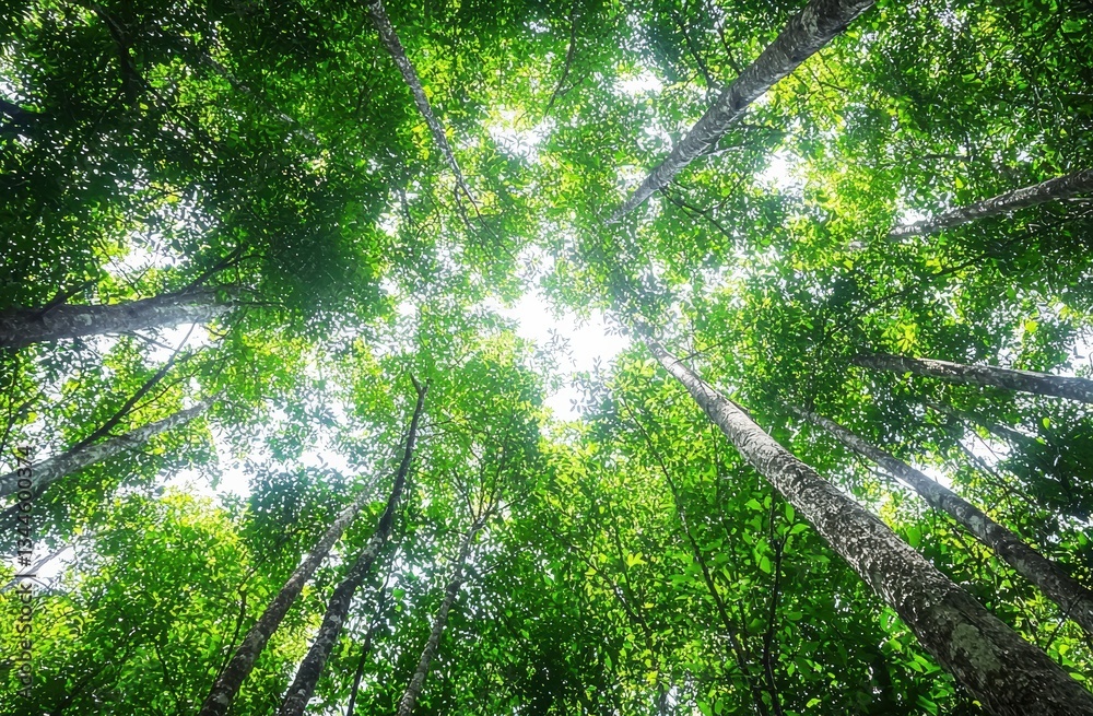 Poster sunlight filters through the lush green canopy of a dense forest, creating a tranquil and awe-inspir