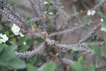 A detailed view of a plant with small white flowers.