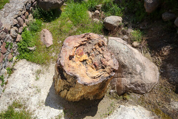 A fossilized tree trunk from the UNESCO Geopark 