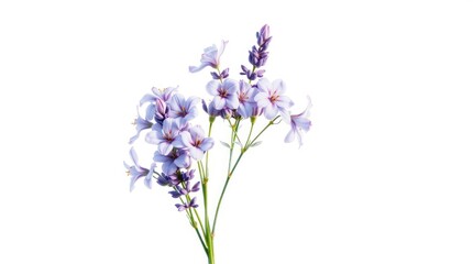 Fototapeta premium Blooming Lavender Flowers on White Background for Botanical Illustration