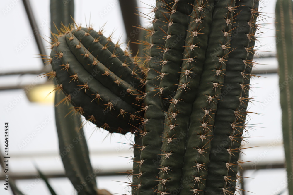 Poster a close-up shot of a cactus plant growing in a controlled environment.