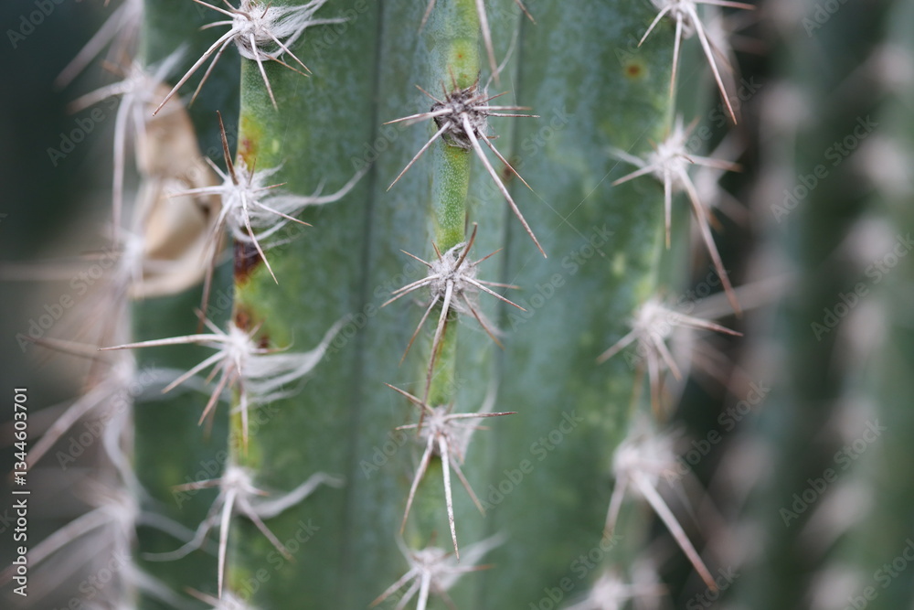 Poster a close-up shot of a prickly cactus plant with sharp spines and stems.
