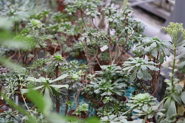 A collection of indoor plants in a pot.