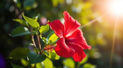 Vibrant Red Hibiscus Flower in Sunlight with Green Leaves Background