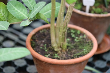 A pair of potted plants sit comfortably on a table, ready for display or decoration.