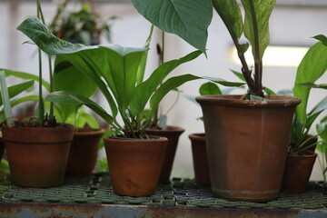 Tabletop arrangement of potted plants with varied textures and foliage.