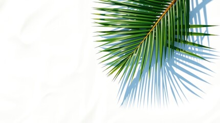 Palm Leaf on White Background with Shadows Creating a Tropical Vibe