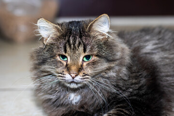A Fluffy Tabby Cat with Strikingly Beautiful Green Eyes that Captivate Everyones Attention