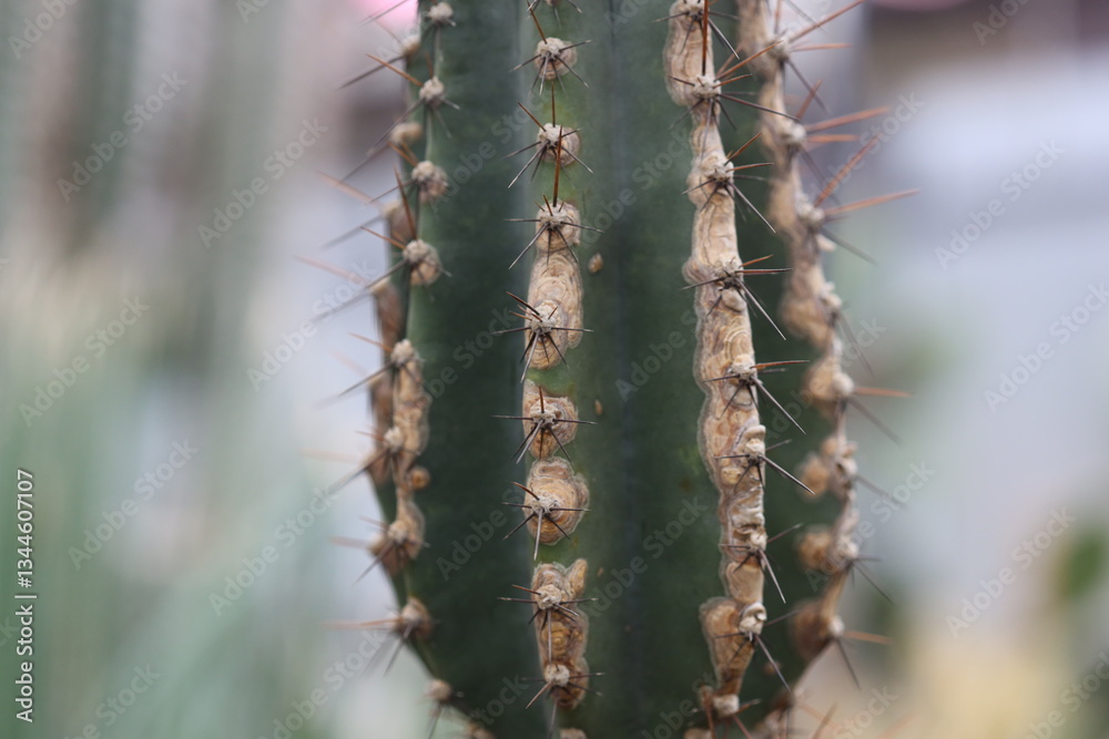 Poster A detailed view of a cactus with numerous sharp spines, ideal for using in scenes about deserts or dry landscapes.