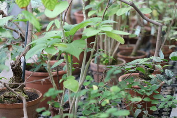 Group of potted plants arranged in a garden setting.