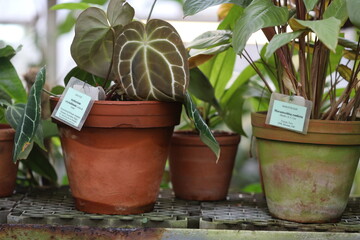 Indoor plants arranged on a table, suitable for home decor or office use.