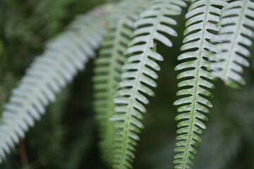 Close-up of a fern leaf growing on a tree branch.
