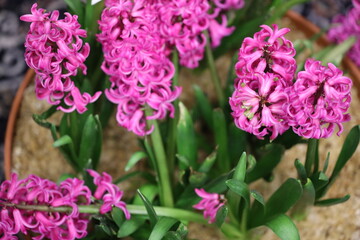 A close-up view of a potted plant featuring pink flowers, perfect for decorating or as a gift idea.