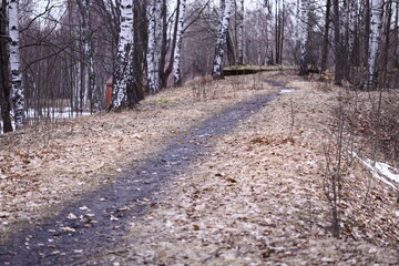 A dirt road surrounded by trees and foliage.