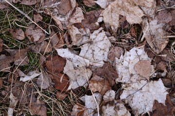 A close-up shot of dried and decaying leaves on the forest floor.