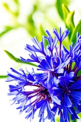 Close Up of a Bright Blue Flower Blossom with Green Leaves