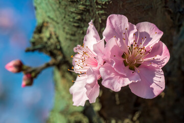 Obraz premium Peach trees bloom pink and red flowers in spring.