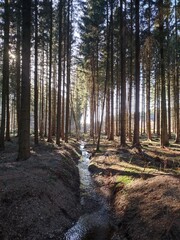 Kleiner Bach im Wald