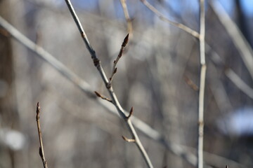 A small bird sitting on a tree branch, natural scenery.