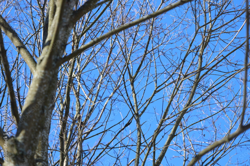 Poster A bird is perched on a tree branch, waiting for prey or enjoying the view.