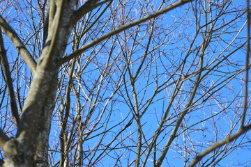 A bird is perched on a tree branch, waiting for prey or enjoying the view.