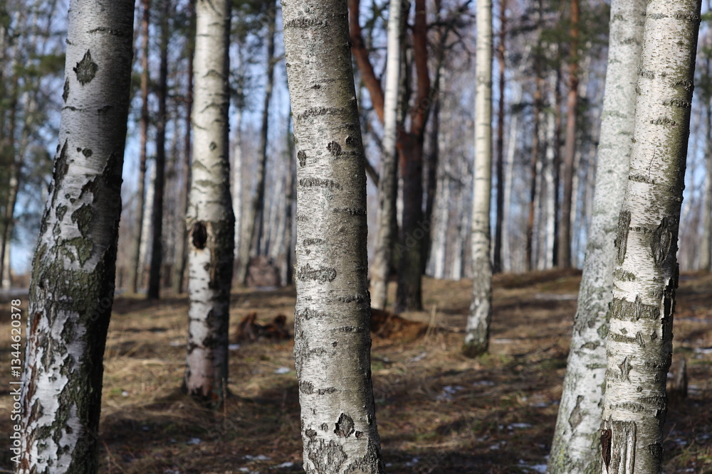 Poster group of trees standing together in a wooded area.