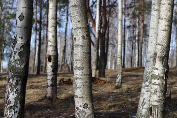 Obraz premium Group of trees standing together in a wooded area.