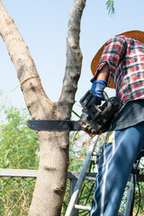 Obraz premium Man uses a chainsaw to cut the tree. Man cutting logs of wood