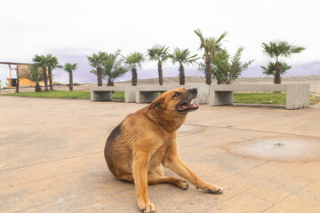 dog on the street