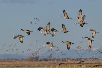 Migrating Greater Sandhill Cranes in Monte Vista, Colorado