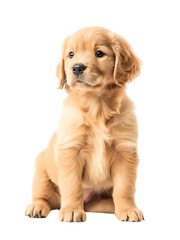 Obraz premium A cute golden retriever puppy 2 months on Png Format and Transparent Background