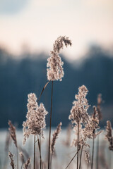 Close-Up of Common Reed Against a Cold Blue Lake Background