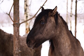 Two horses stand together in a snowy landscape.