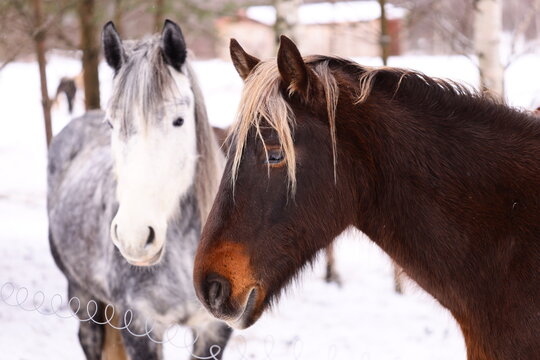Two horses stand together in snowy conditions.