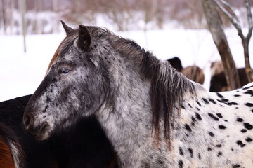 Group of horses standing together in snowy environment.