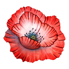 Poppy, red, leaves, flower, petal, bud watercolor set illustration isolated background, wedding, greeting, invitation card