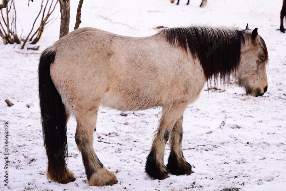 Poster a horse stands alone in a snowy landscape with some trees in the background.