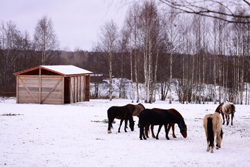 Group of horses grazing in snowy landscape.