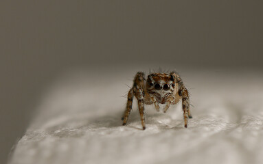 Curious spider exploring a soft surface in close-up view during daylight