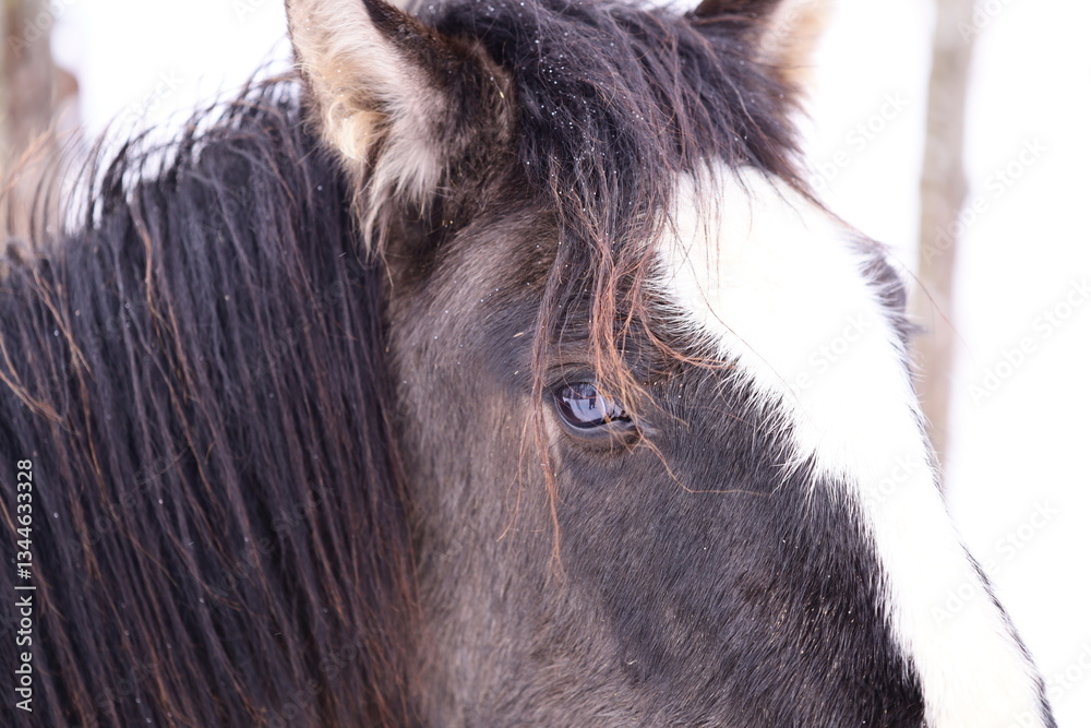 Poster a close-up shot of a horse's face with trees in the background, perfect for nature or animal-related